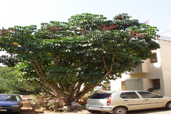Schefflera actinophylla